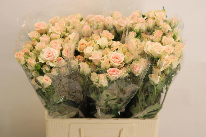 10x Rosa sweet sara 60cm