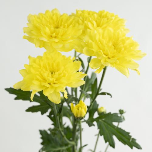5x Chrysant altaj yellow 70cm