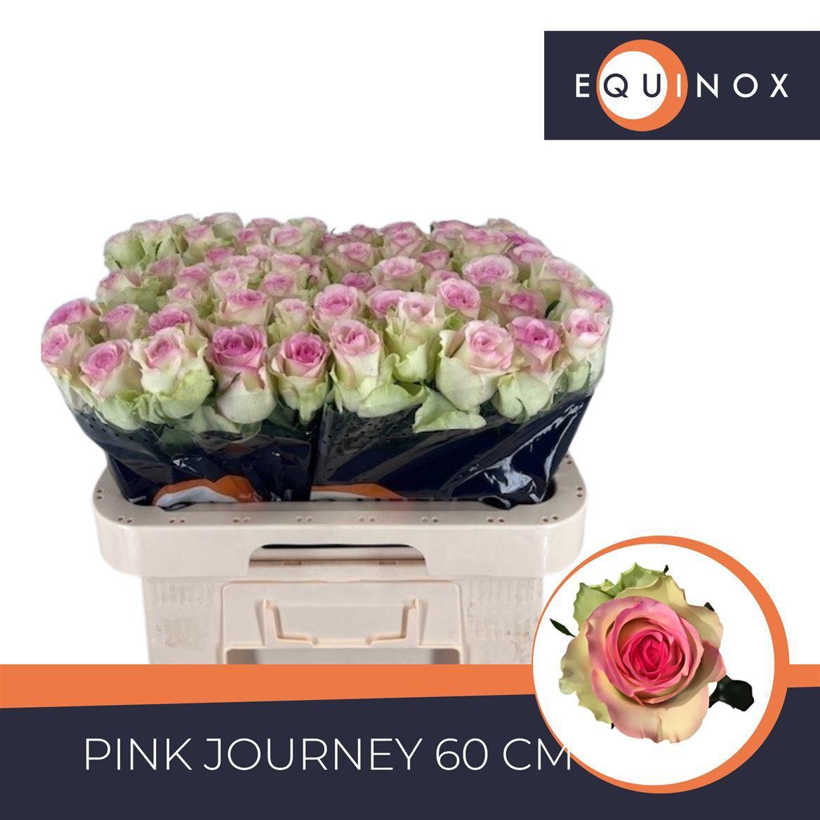 20x Rosa pink journey 60cm