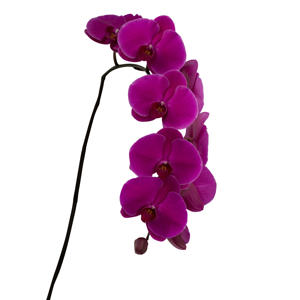25x Phal.purple haze