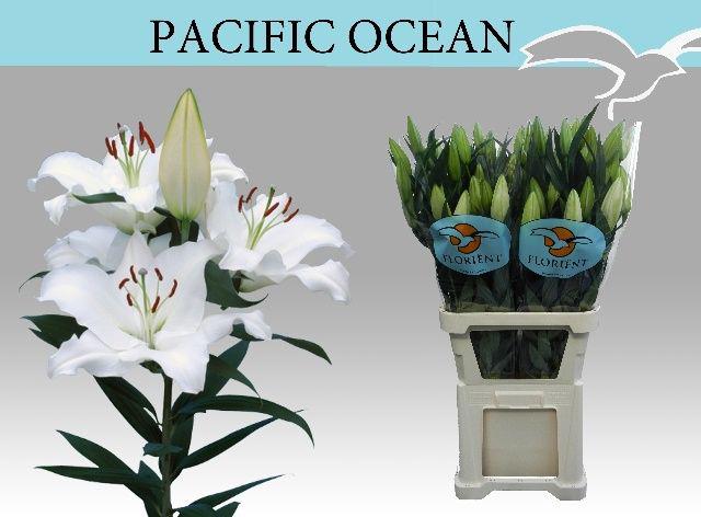 10x Lil.pacific ocean or 80cm