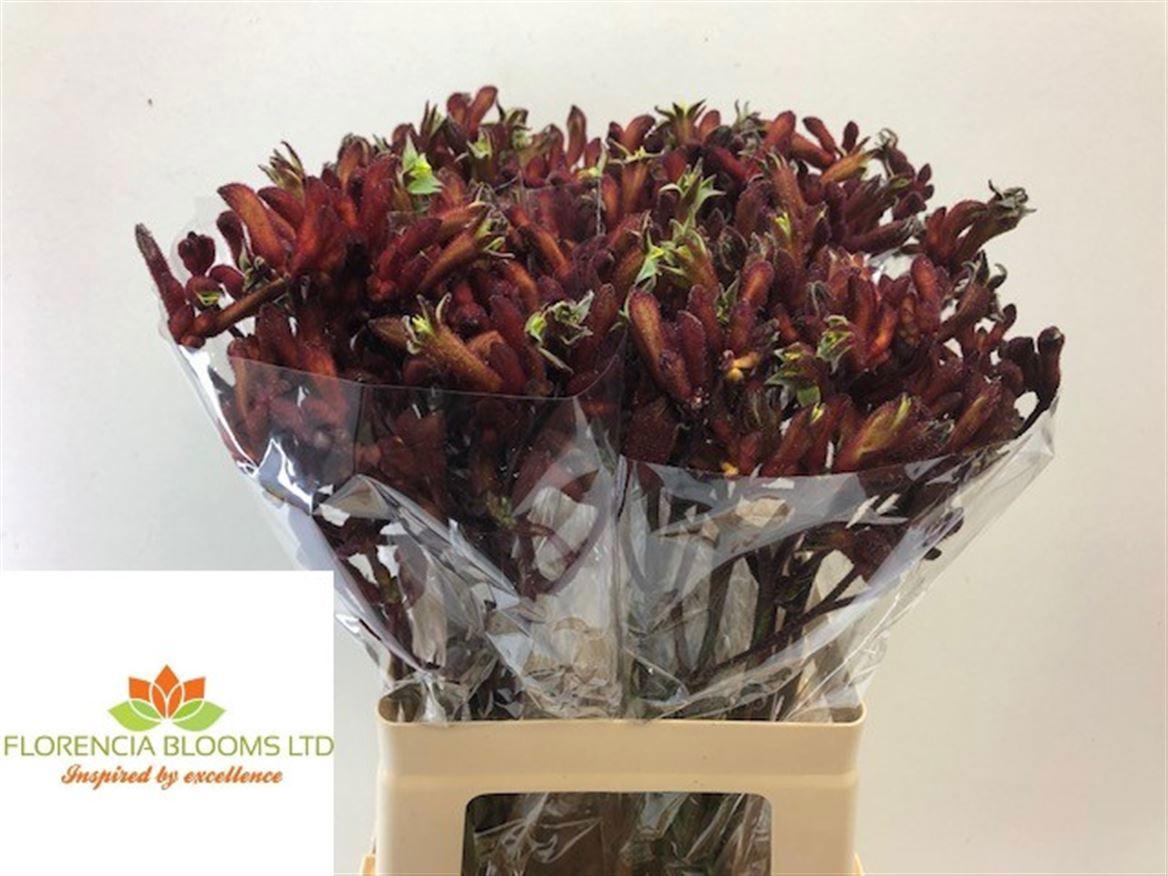 20x Anigoz.early spring 60cm