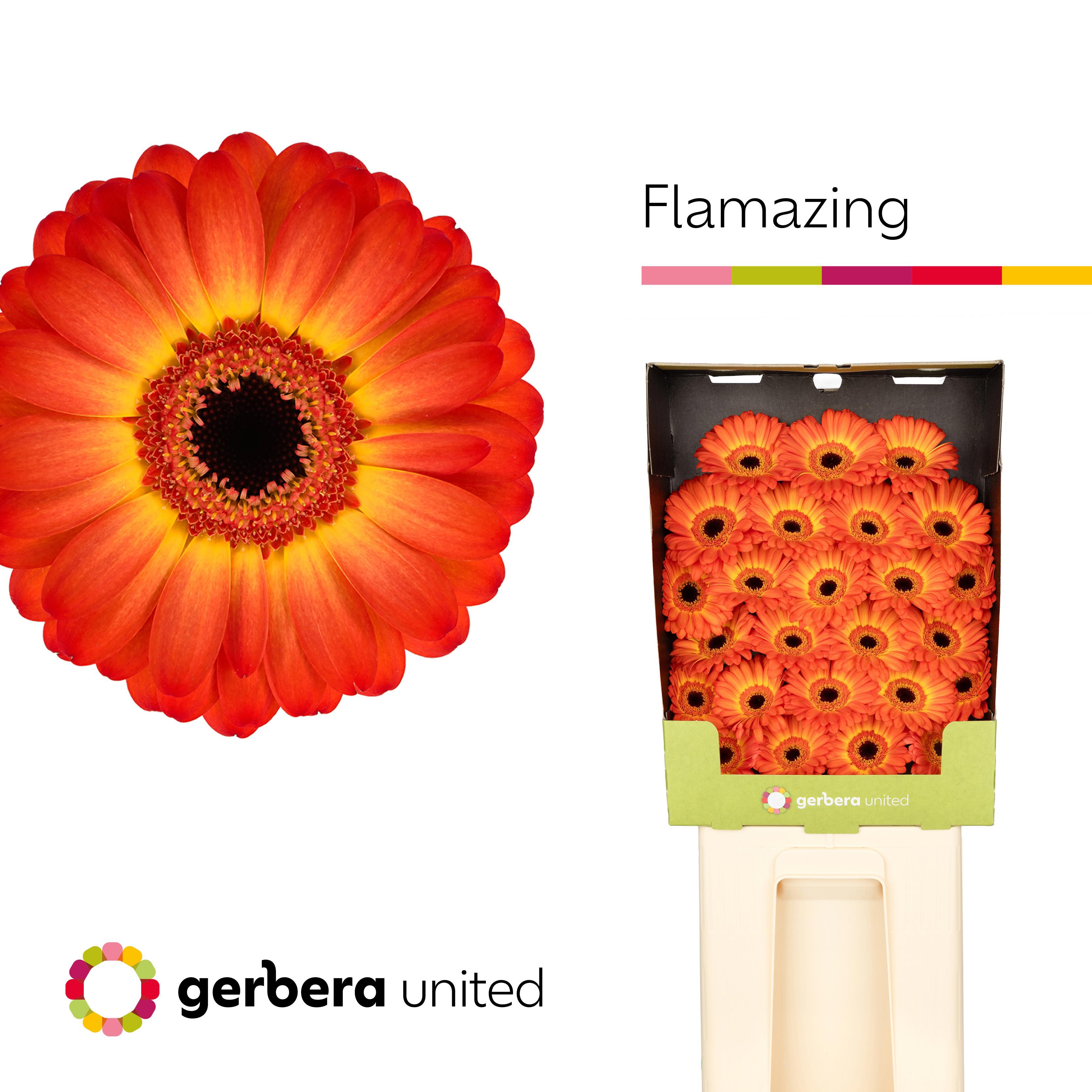 25x Germ.flamazing 70cm