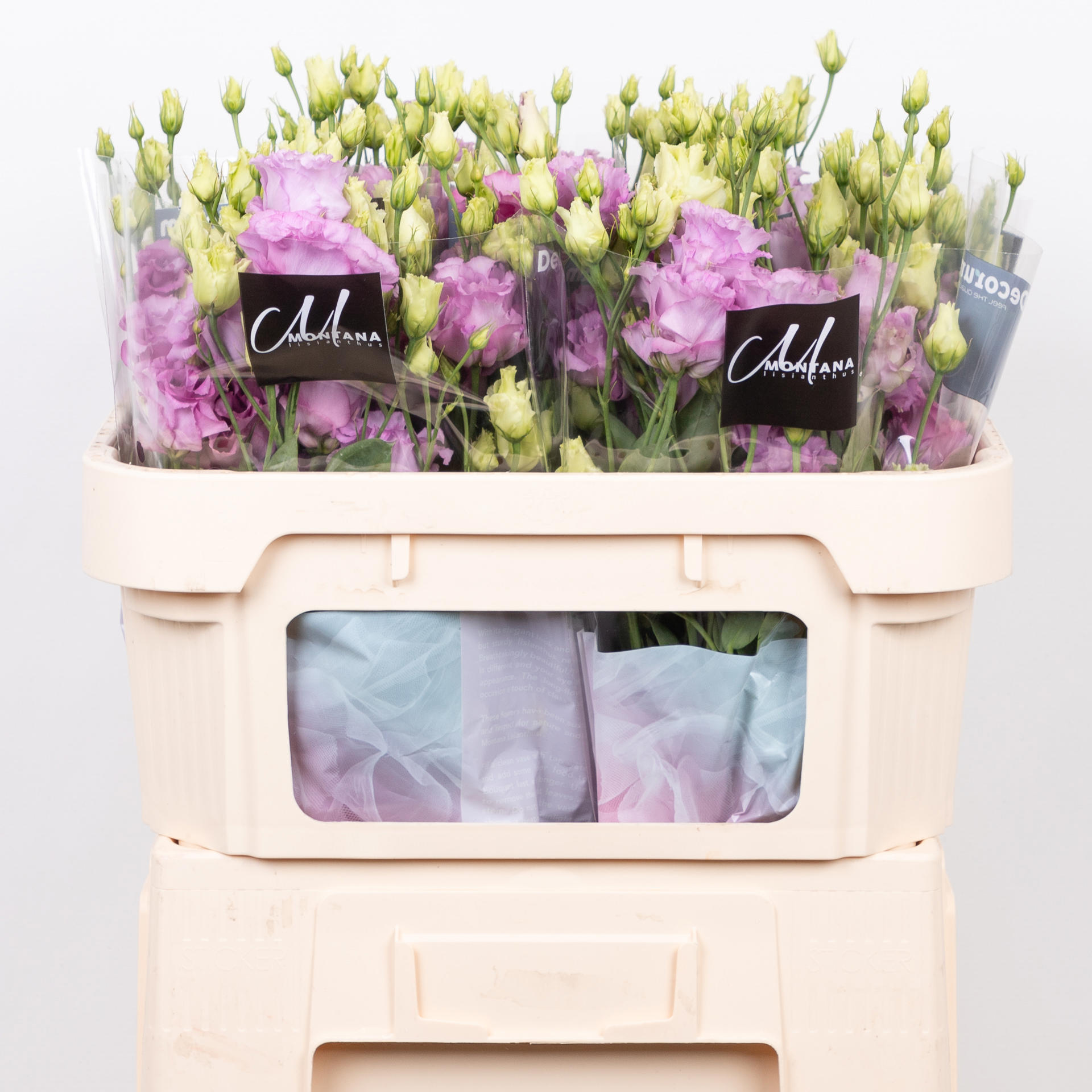 10x Eust.celeb grape du 70cm