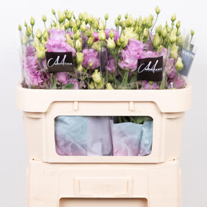10x Eust.celeb grape du 70cm