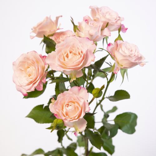 10x Rosa speaking blossoms 50cm