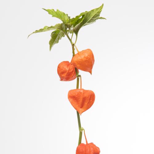 50x Phys.oranje 80cm