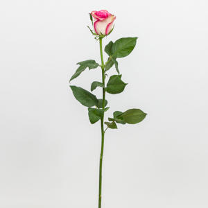 20x Rosa monique 60cm