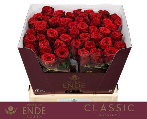 10x Rosa red naomi! 60cm