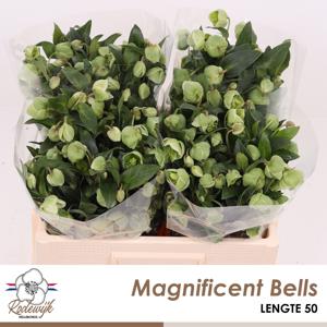 10x Helleborus magnificent bells 50cm