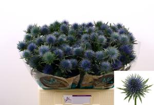 10x Eryngium magnetar questar 60cm