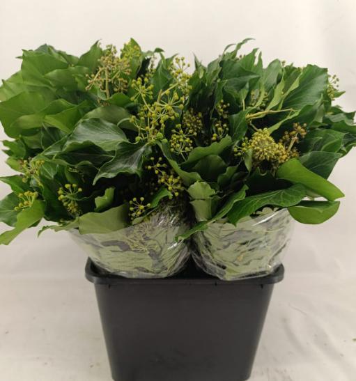 4x Sg hedera aborescens blad it 40cm