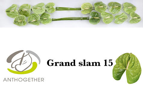 15x Anth.grand slam