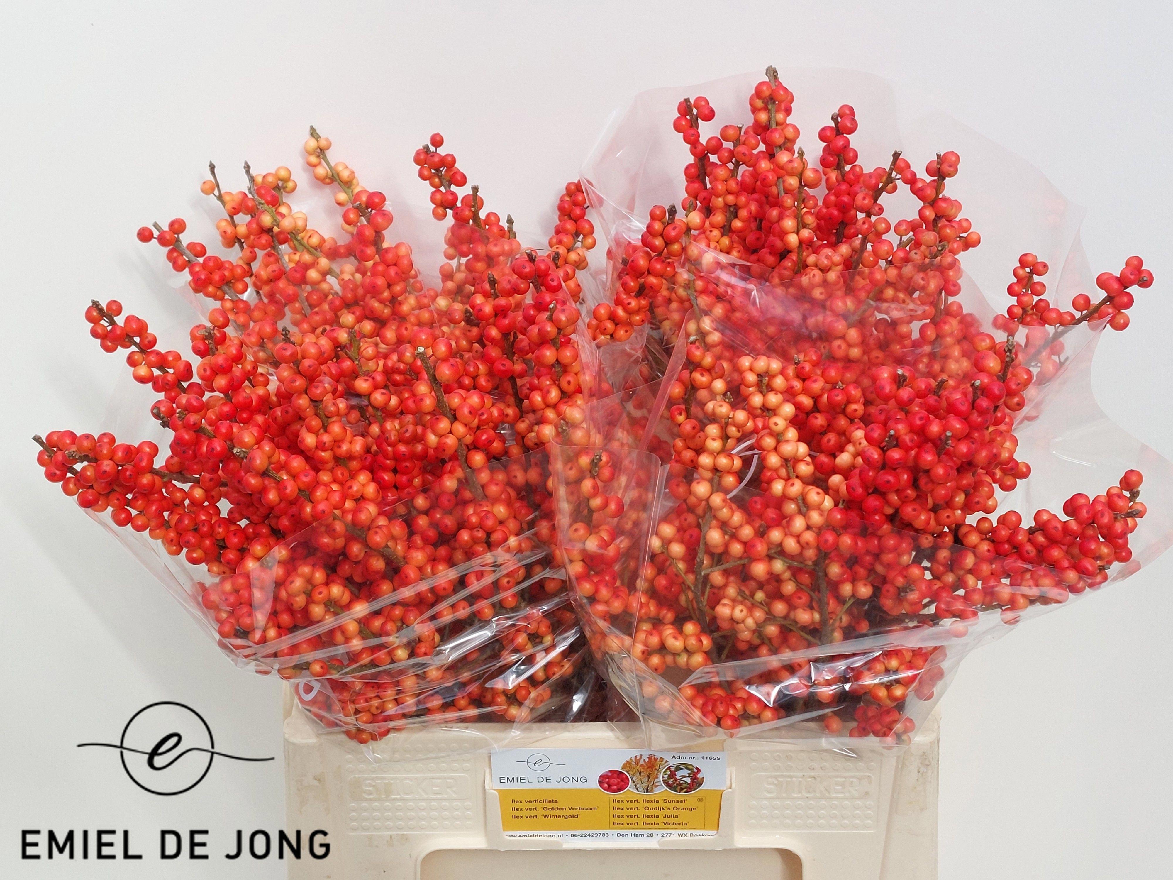 10x Ilex oudijk's oranje 60cm