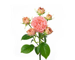 10x Rosa grandmas garden mary 50cm