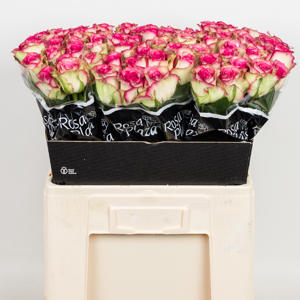 20x Rosa monique 60cm