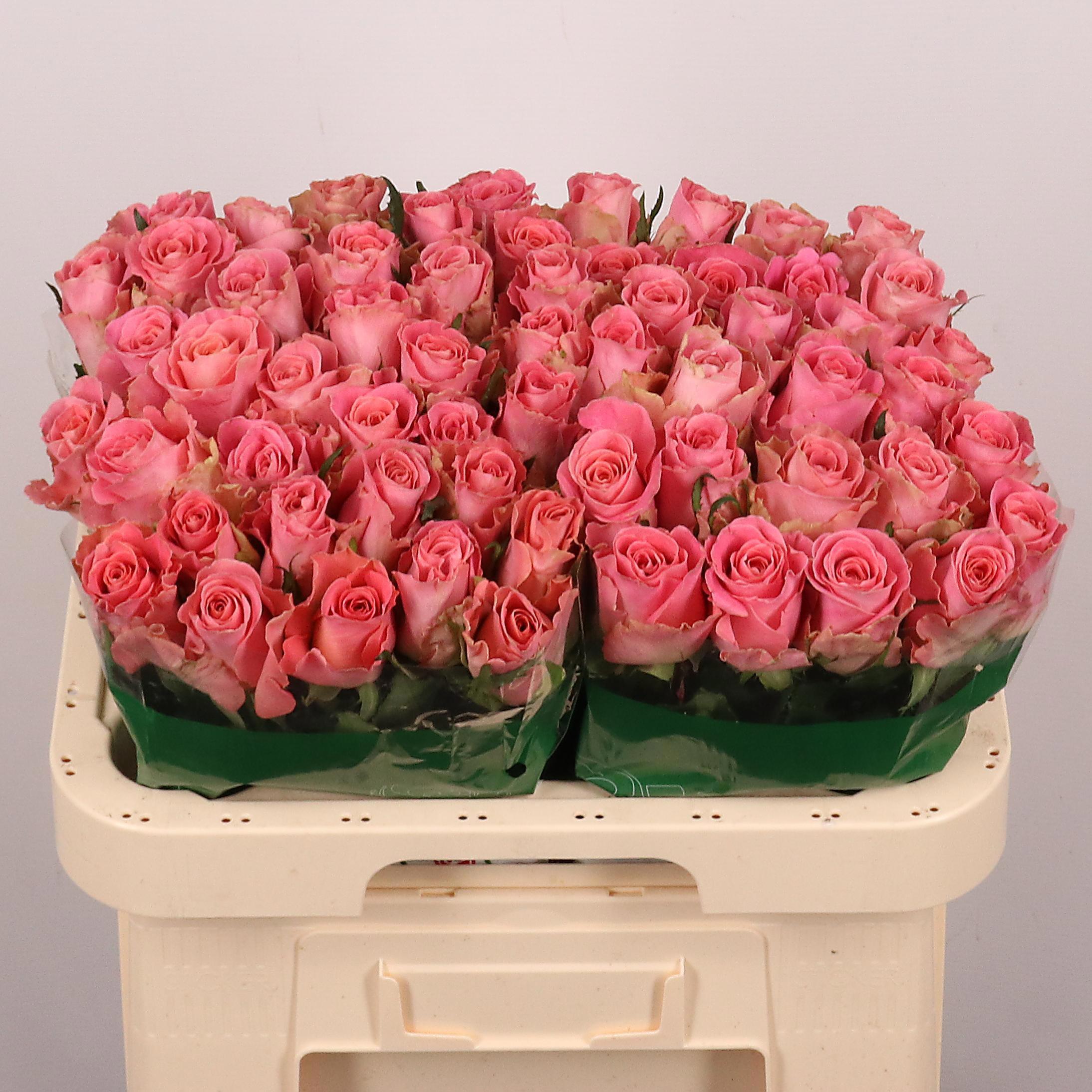 20x Rosa hermosa+ 60cm