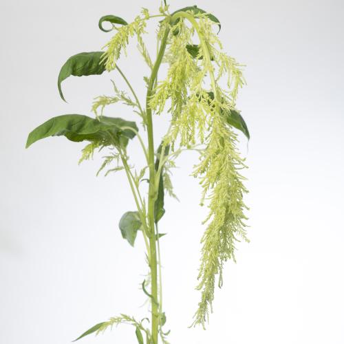 10x Amaran.hang green spider 80cm
