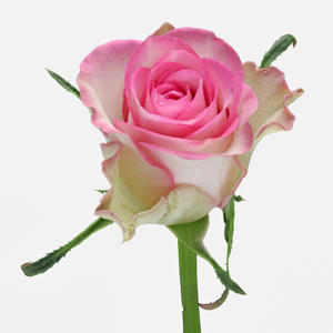 20x Rosa de ruiter's lovely jewel 40cm