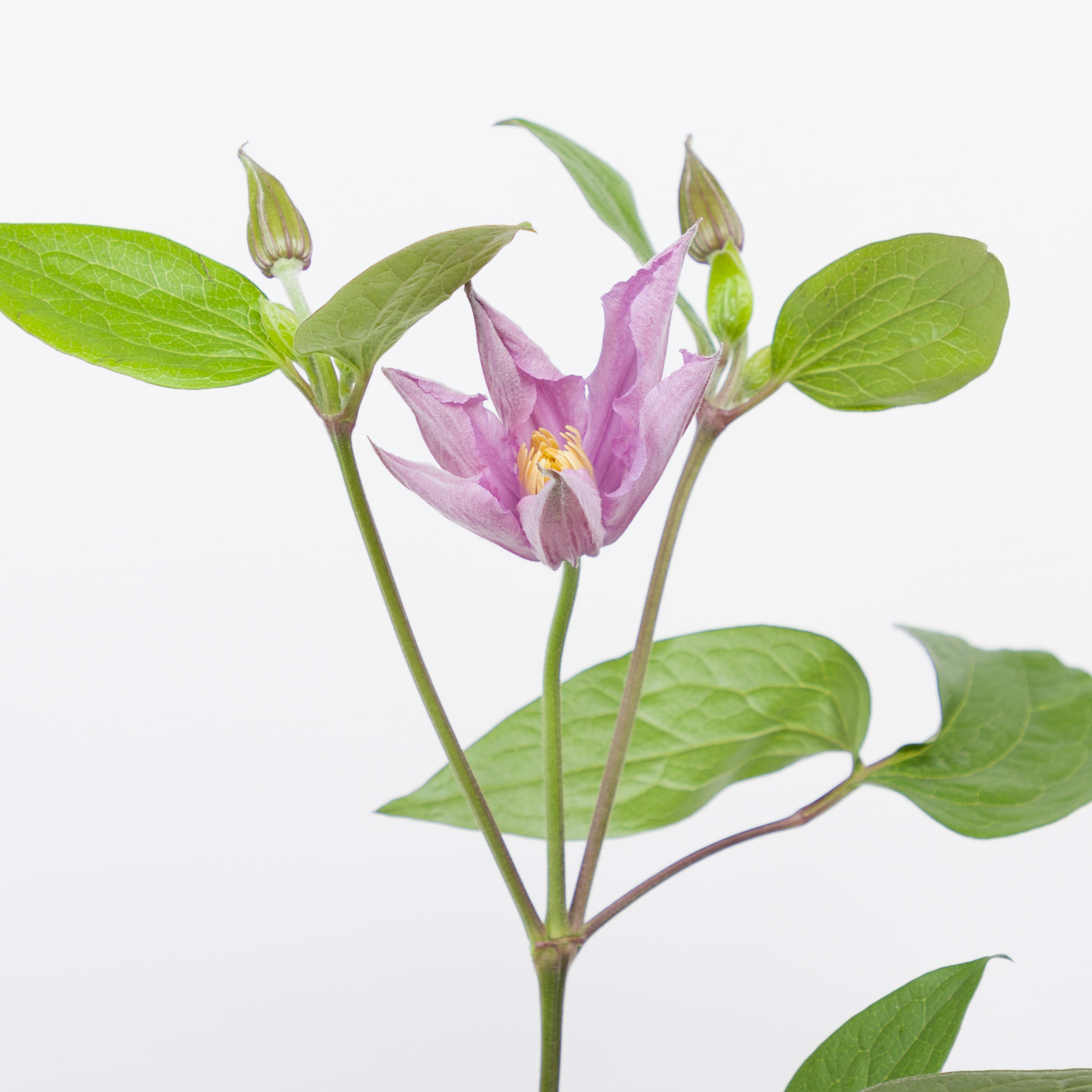 10x Clematis amazing london 60cm