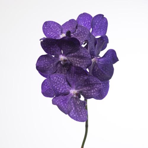 25x Vanda tayanee blue