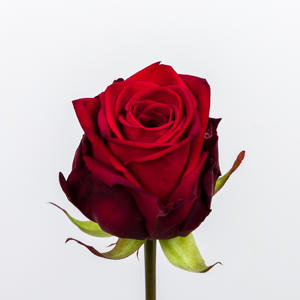 10x Rosa red naomi! 60cm