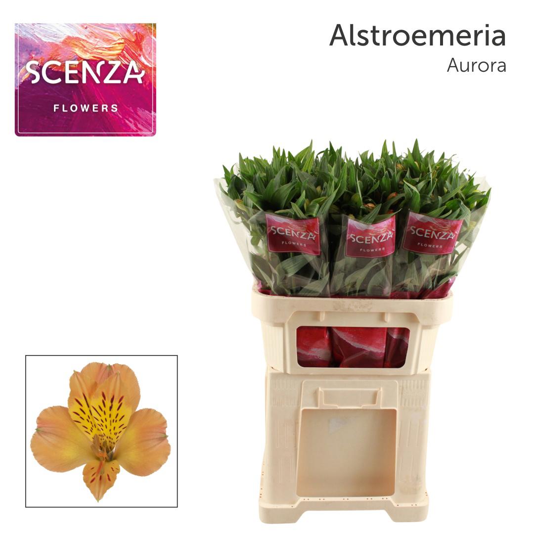 10x Alstroemeria aurora 70cm