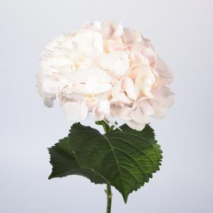 10x Hydr.sweet verena 80cm