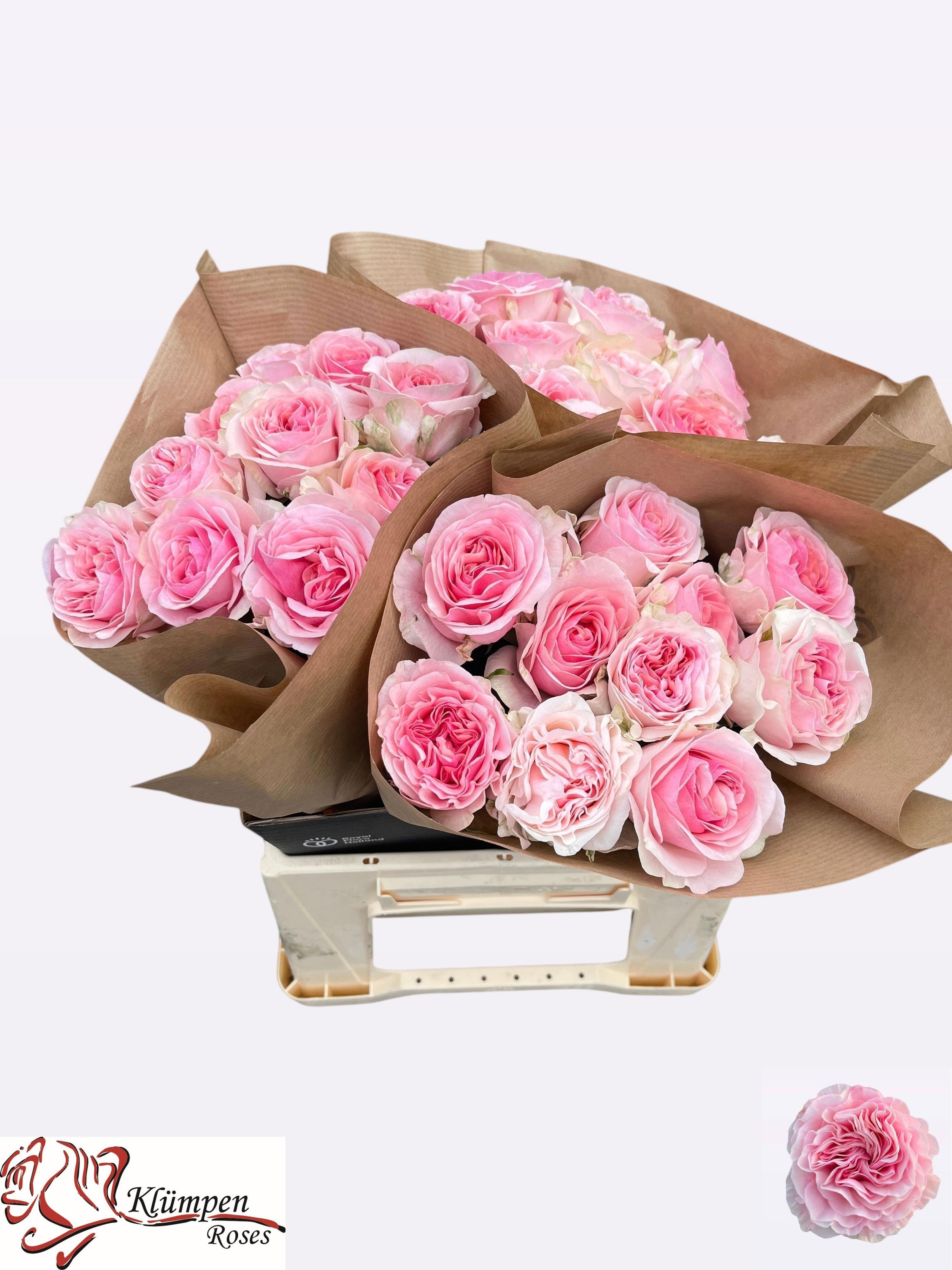 10x Rosa neruda gardens! 40cm