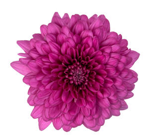 10x Chrysant lamira 70cm