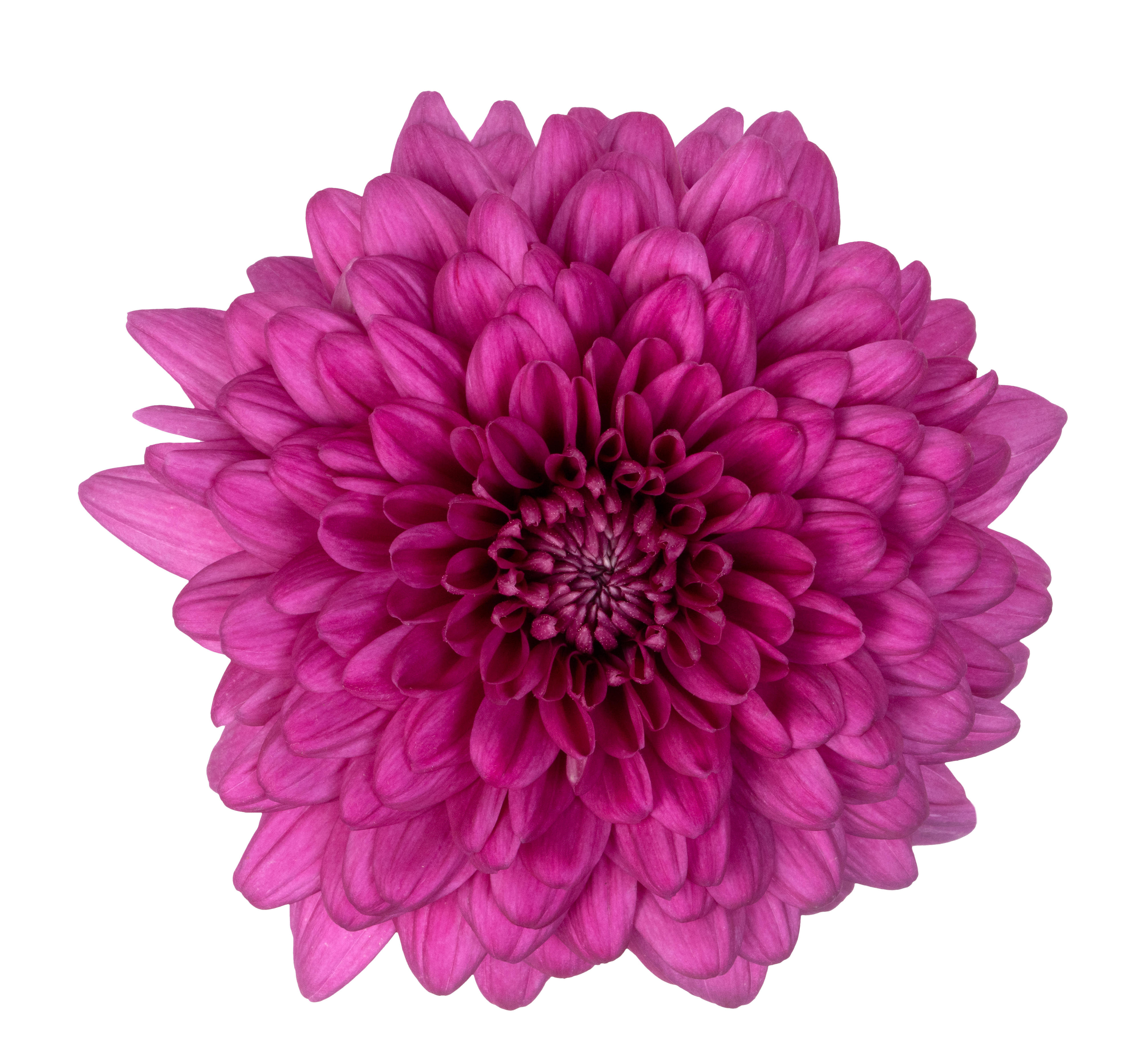10x Chrysant lamira 70cm