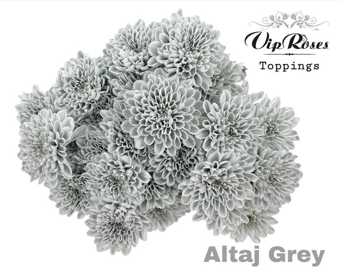 10x Chrysant altaj grijs 60cm