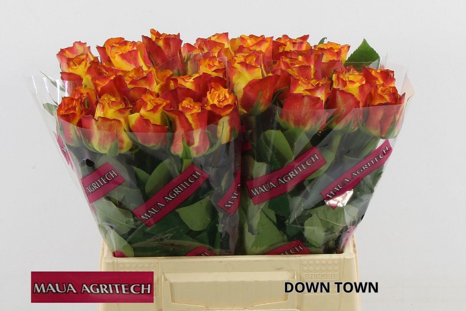 20x Rosa downtown! 40cm