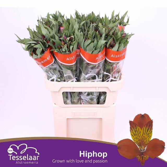 10x Alstroemeria hiphop 70cm