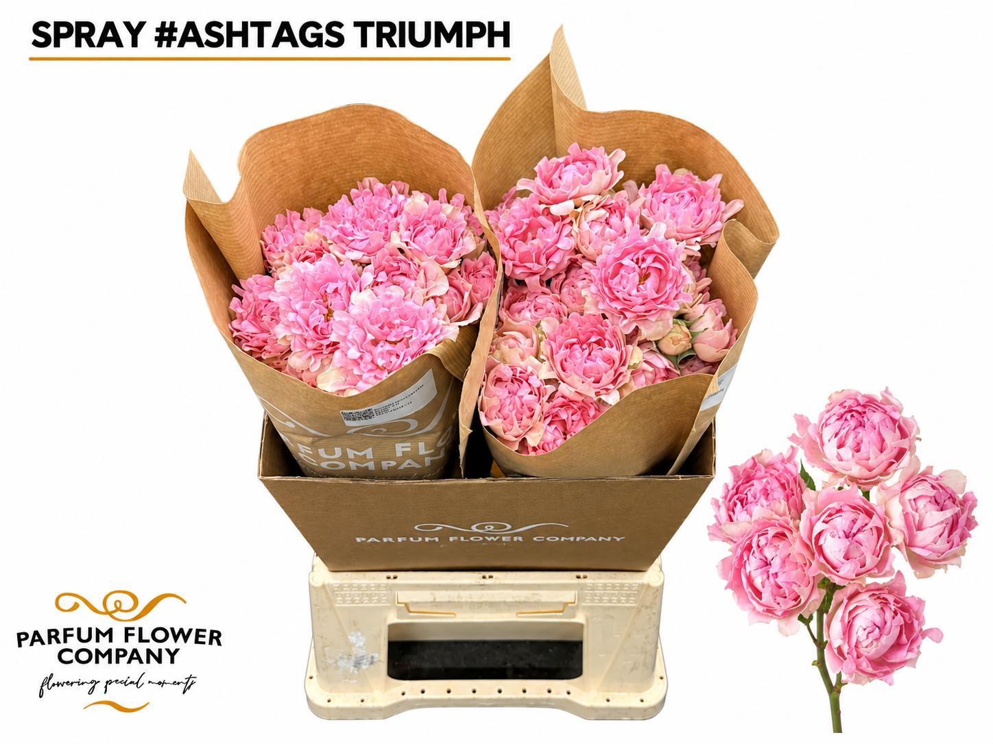 12x Rosa tr. #trophy 50cm