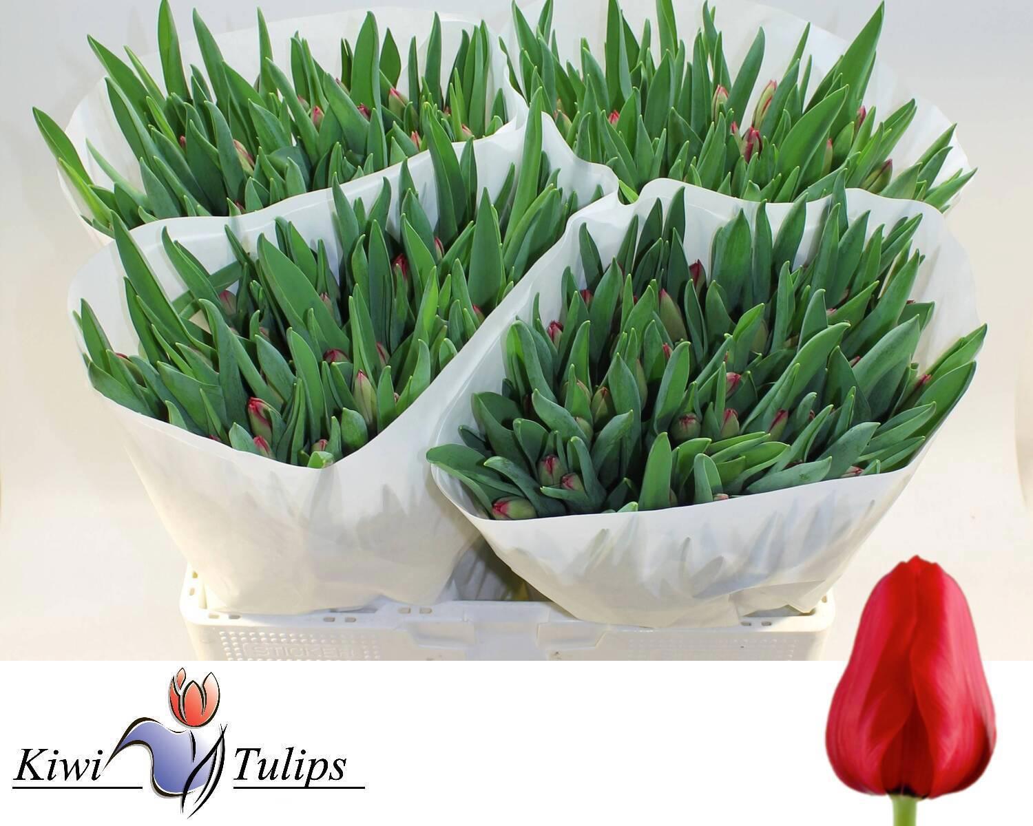 50x Tulipa ile de france en 40cm