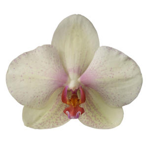 25x Phal.omega