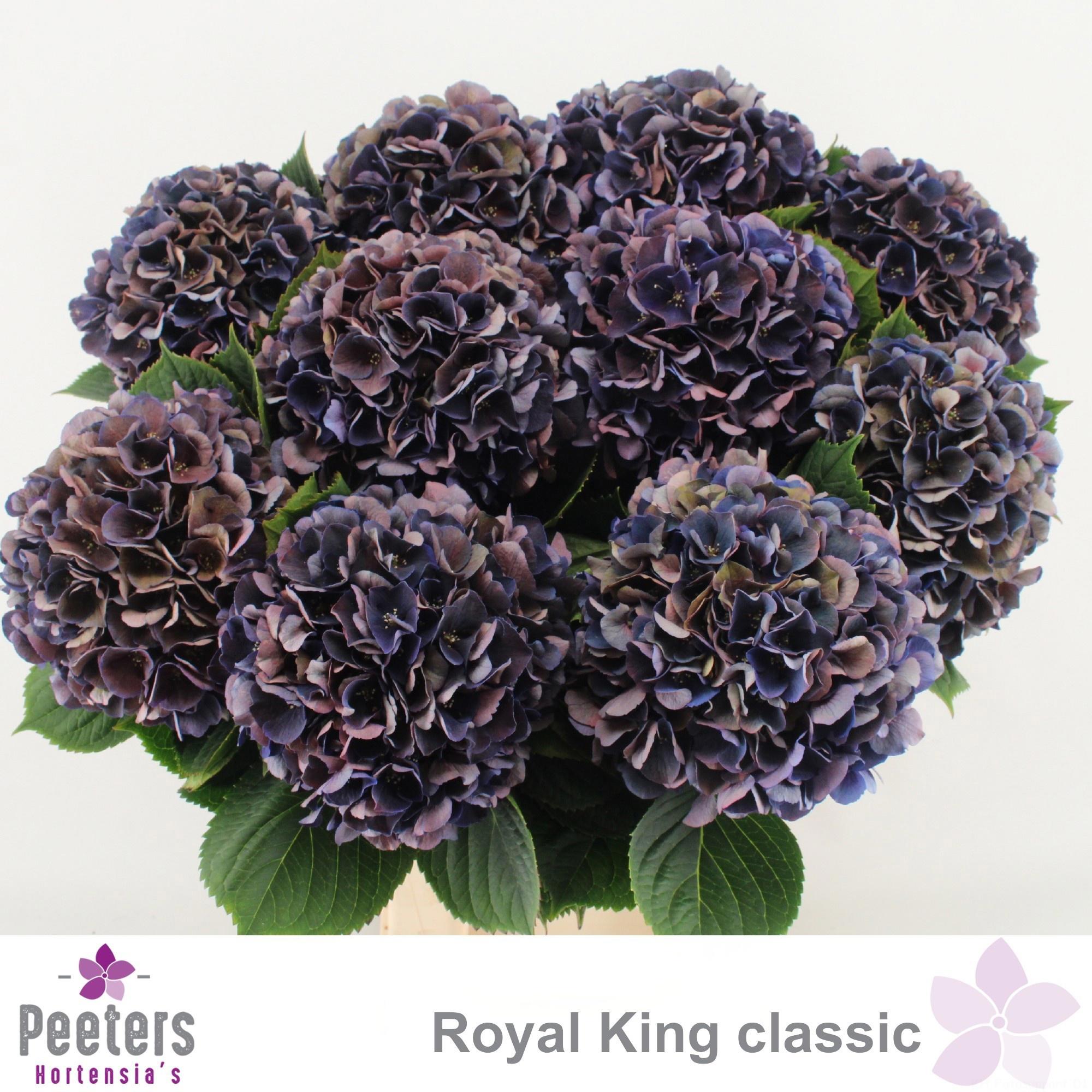 10x Hydr.mag.royal king classic 60cm