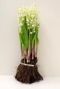 50x Convallaria 40cm
