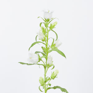 10x Camp.med.champ.white 70cm