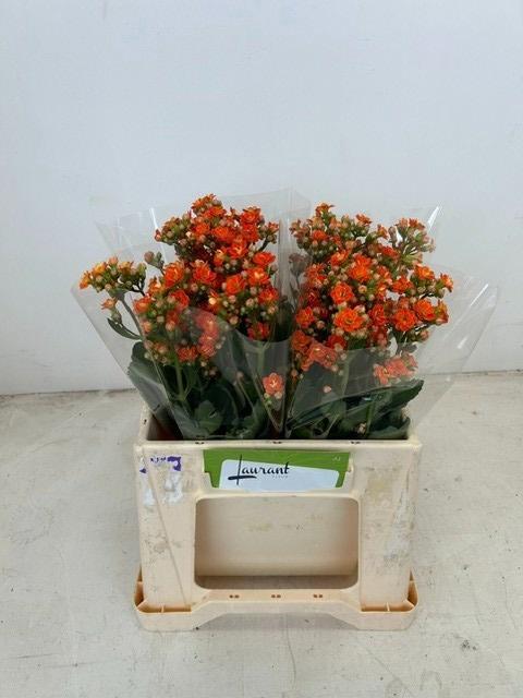 10x Kalanchoe brilliant orange meadow 40cm