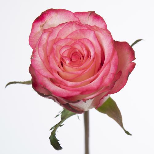 20x Rosa spark condor 50cm