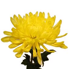 10x Chrysant antonov geel 70cm
