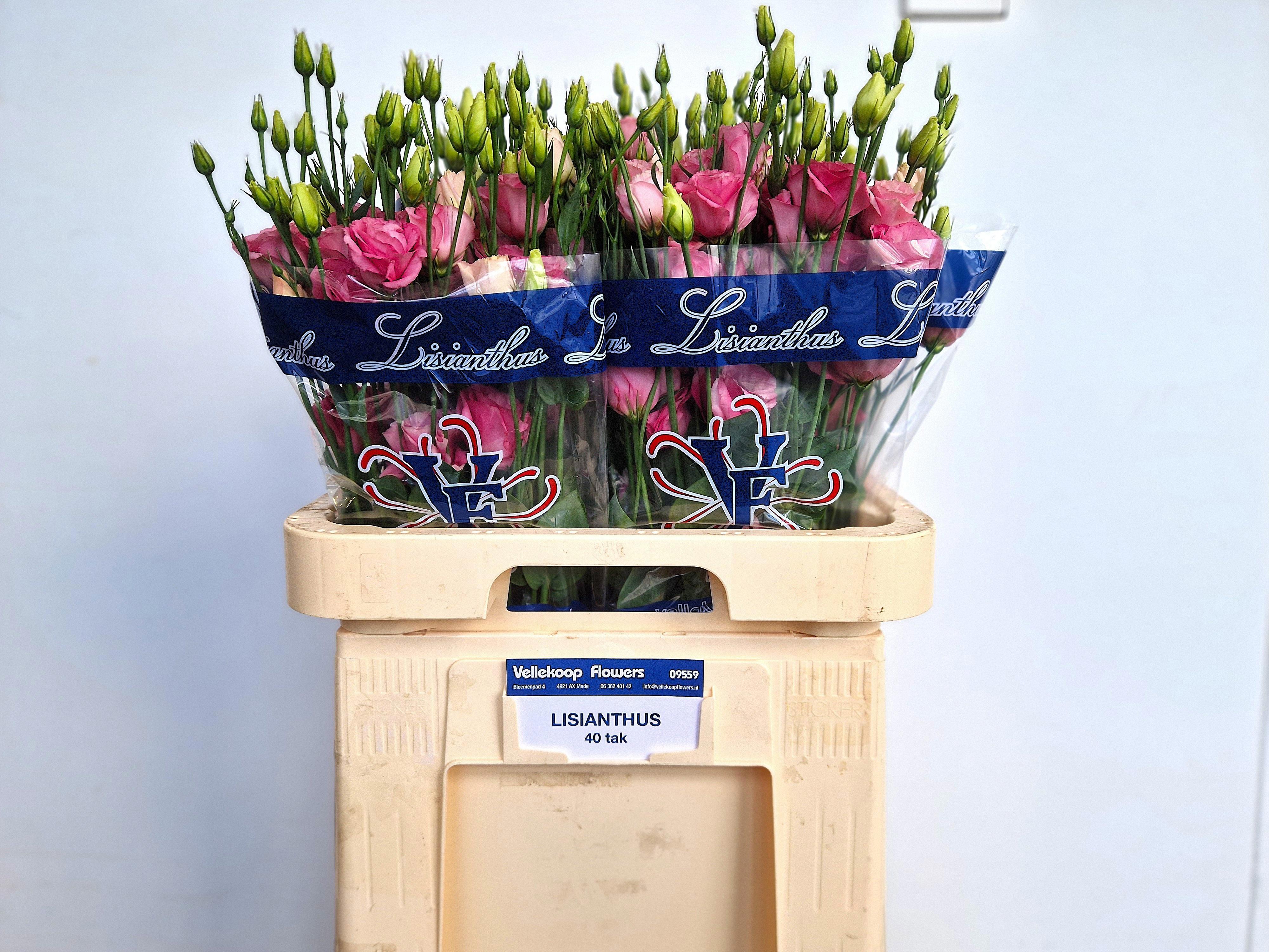 10x Eust.excalibur rose pinkdu 70cm