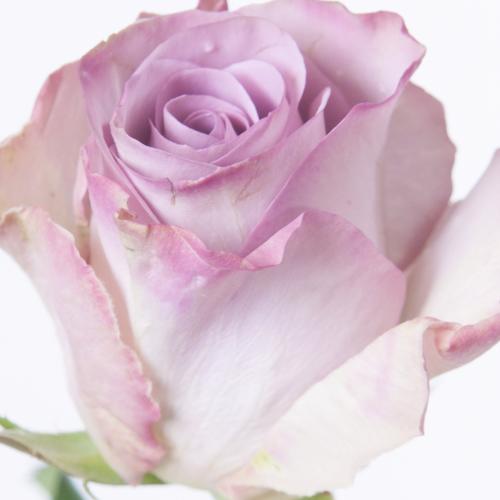 20x Rosa memory lane! 50cm