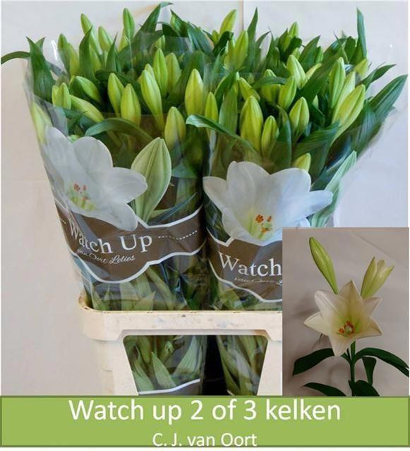 10x Lil.longi.watch up 80cm