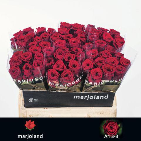 10x Rosa red naomi! 50cm