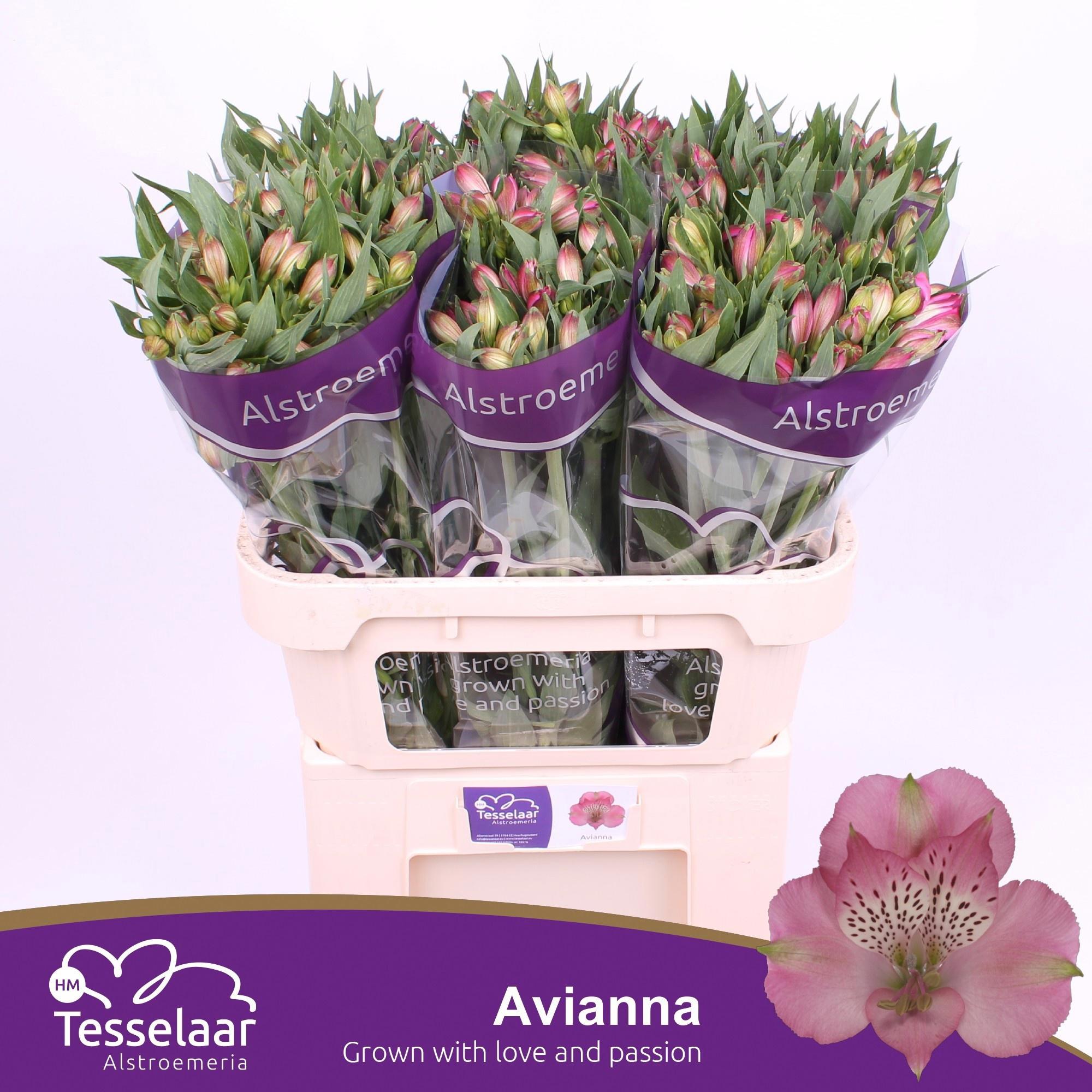 10x Alstroemeria avianna 70cm