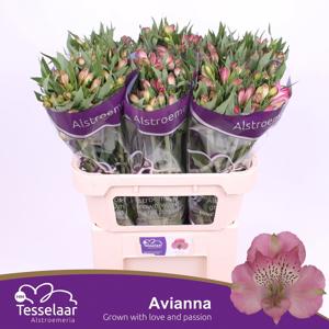 10x Alstroemeria avianna 70cm