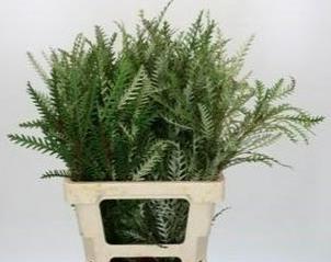 5x Sg grevillea ivanhoe 50cm
